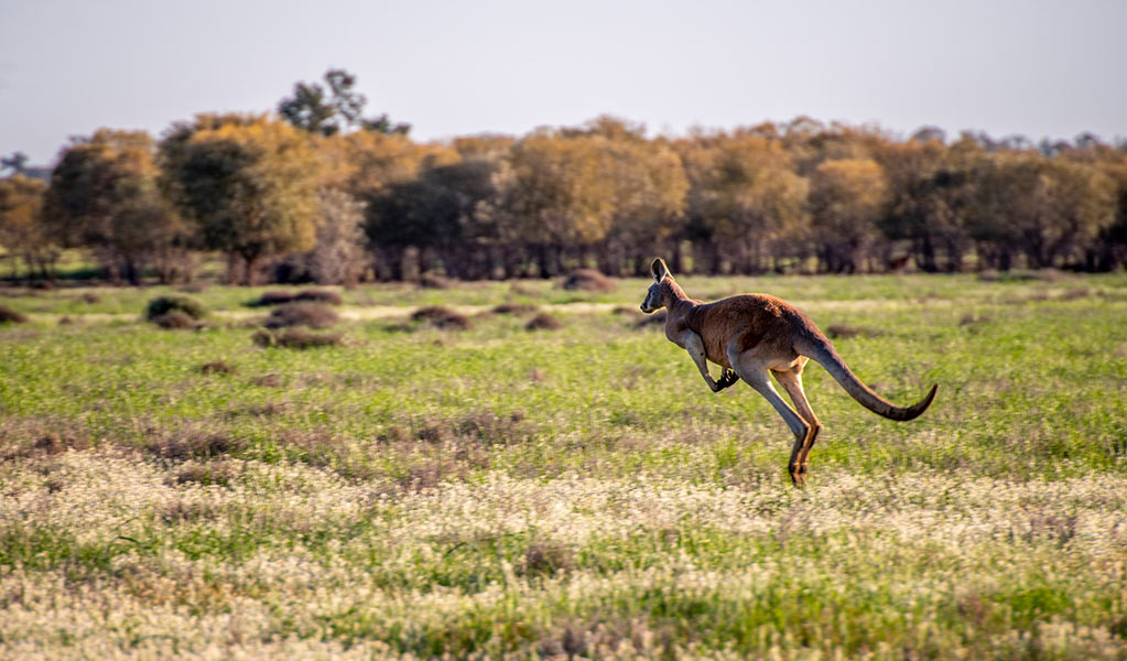 A kangaroo hopping across a grassy landscape in Oolambeyan National Park, which are the traditional lands of the Nari Nari Aboriginal people. Credit: John Spencer copy; DCCEEW