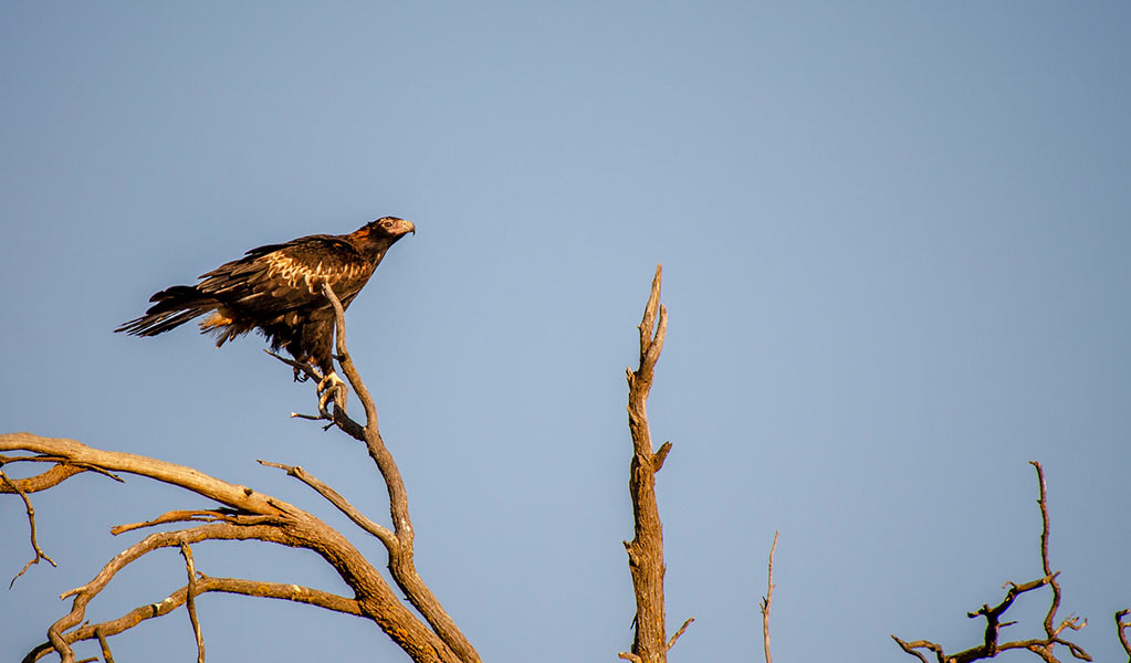 A wedge-tailed eagle on a branch in Oolambeyan National Park. Credit: John Spencer copy; DCCEEW