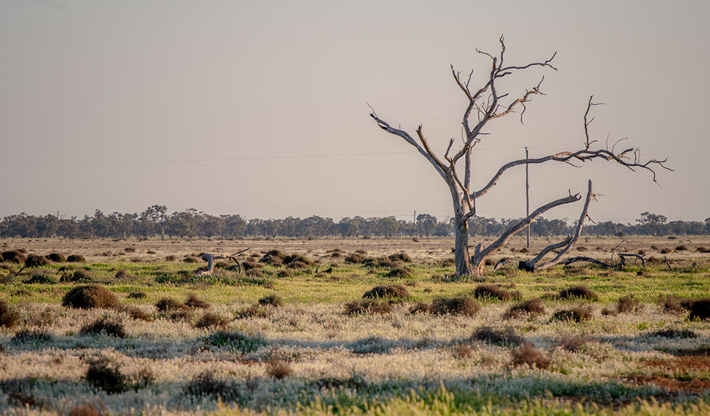 Grasslands and a bare tree in Oolambeyan National Park which is jointly managed by NPWS and the Mawambul Co-management Group under a Memorandum of Understanding (MoU). Credit: John Spencer copy; DCCEEW