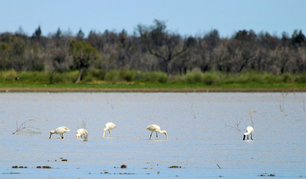 Spoonbills in Narran Lake Nature Reserve. Credit: Nicola Brookhouse/DCCEEW  &copy; Nicola Brookhouse