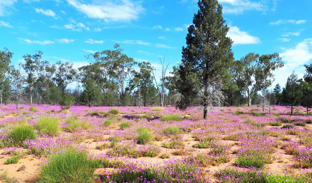 Purple Broad-leaf Parakeelya wildflowers in bloom  in Narran Lake Nature Reserve. Credit: Nicola Brookhouse/DCCEEW &copy; Nicola Brookhouse