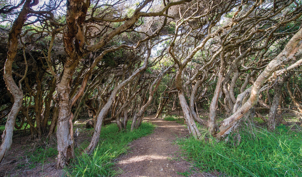 Headland walking track, Saltwater National Park. Photo: John Spencer, &copy; DCCEEW.