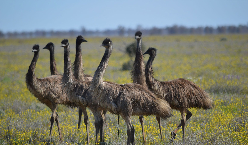 A mob of emus on Louth Road in Toorale National Park. Credit: Dinitee Haskard / DCCEEW &copy; Dinitee Haskard