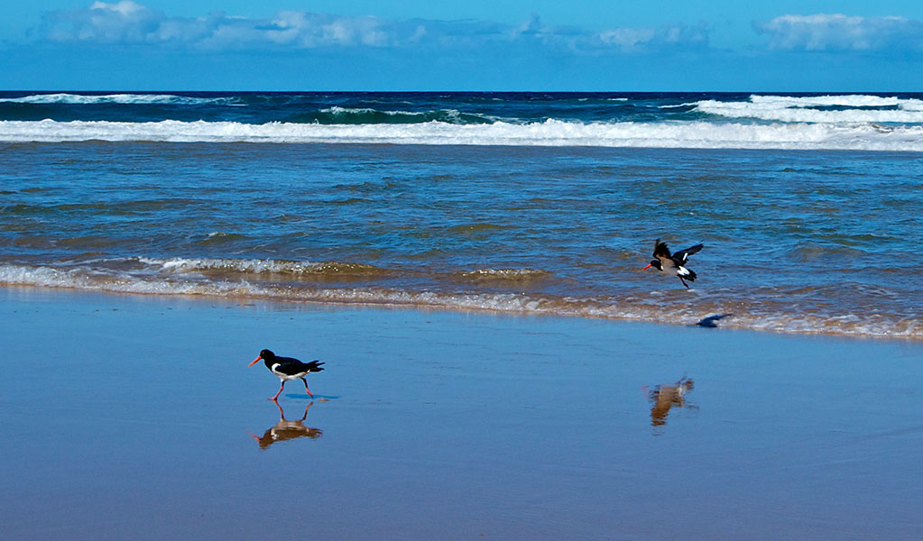 Oystercatcher birds on the beach at Worimi Conservation Lands. Credit: John Spencer &copy; DCCEEW