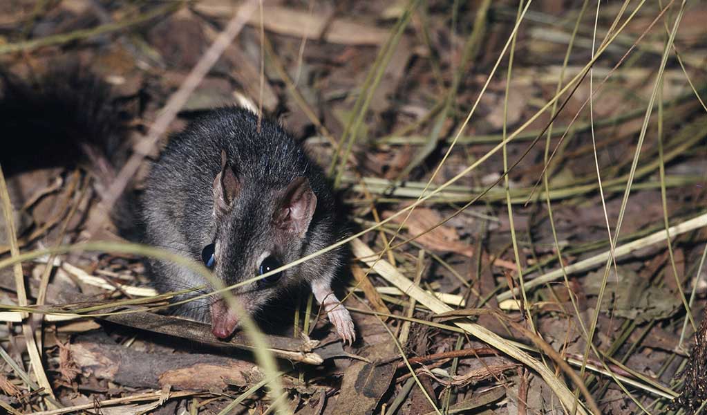 A close up of a brush-tailed phascogale, a small mouse-like marsupial with a fluffy tail found on Worimi Country. Credit: Ken Stepnell &copy; DCCEEW