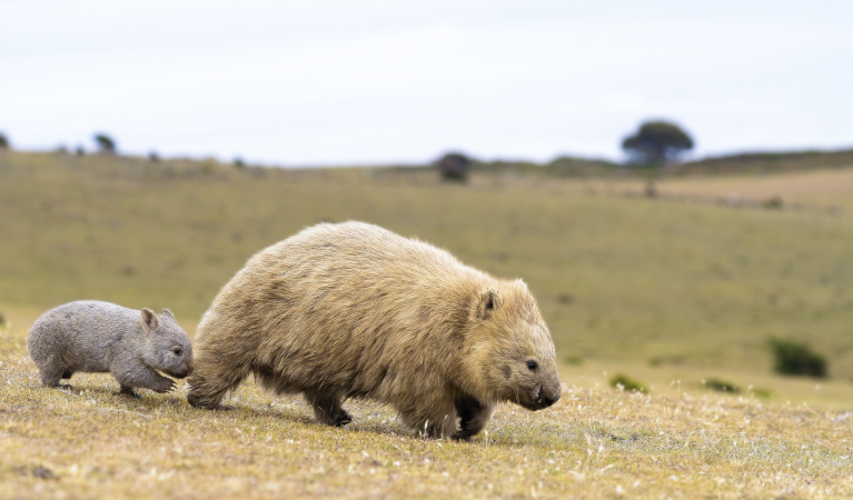 Bare-nosed wombat with baby. Photo: Xavier Hoemmer &copy; Getty Images