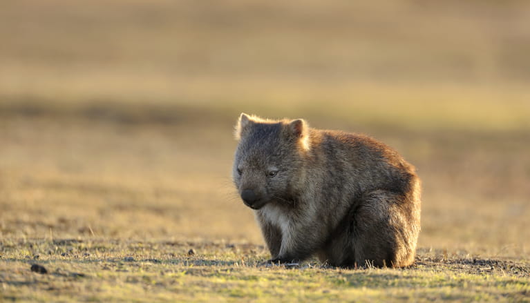 Wombat sitting on grass at sunrise. Photo: Keiichihiki &copy; iStock