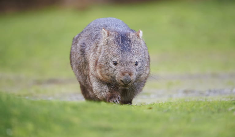 Bare-nosed wombat walking on green grass. Photo: David Sheldon &copy; Getty Images.