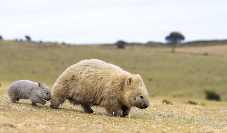 Common wombat with baby. Photo: Xavier Hoemmer &copy; Getty Images