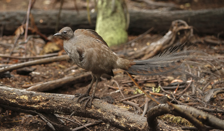 Lyrebird in the bush. Photo: Craig Dingle &copy; iStock