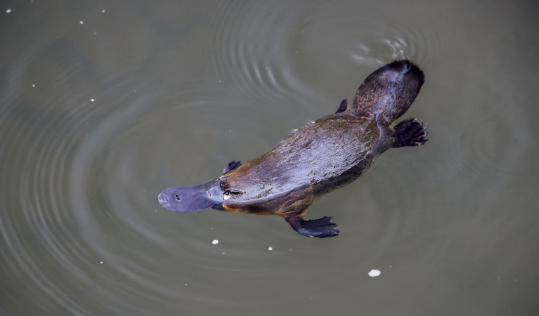 Platypus shot from above. Photo: Frank Fichtmueller &copy; Dreamstime.com