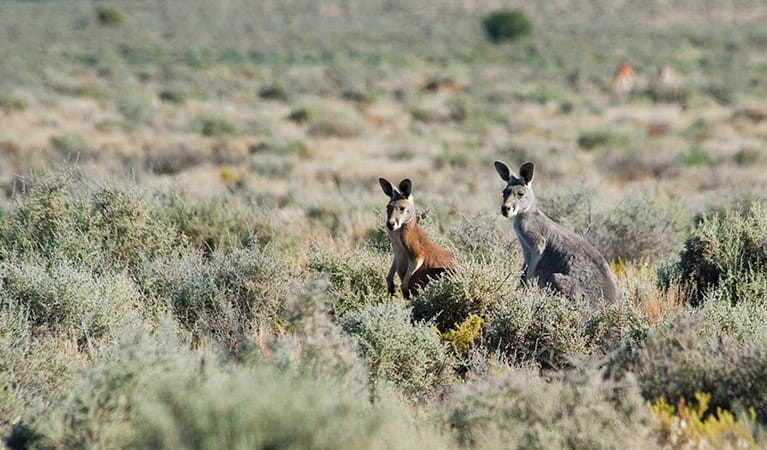 Red Kangaroos in Kinchega National Park. Photo: David Finnegan