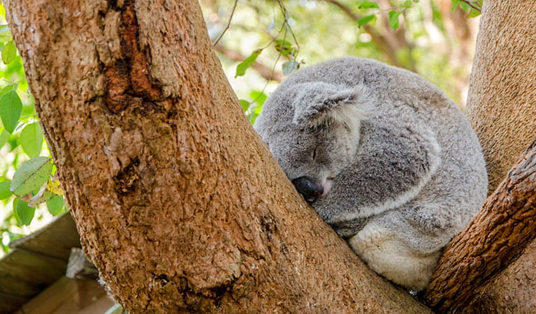 Koala sleeping in a tree, Macquarie Nature Reserve. Photo: John Spencer