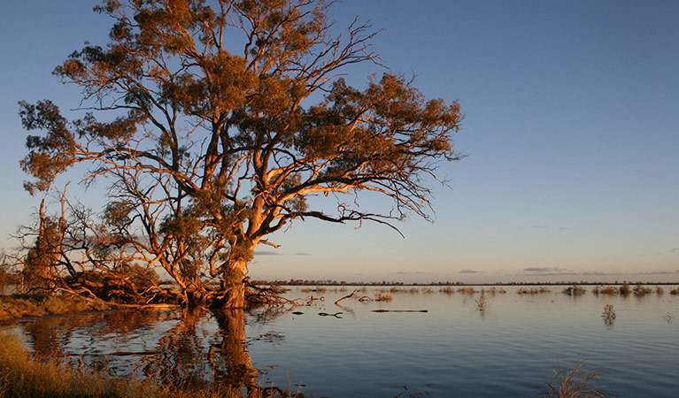 River Red Gums, Murrumbidgee Valley National Park. Photo: Paul Childs