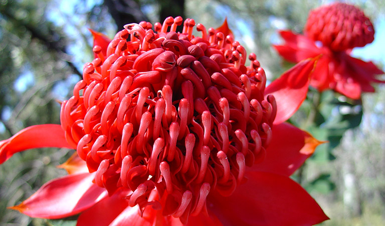 Waratah (Telopea Speciosissima) Photo: Alexandra Simpson