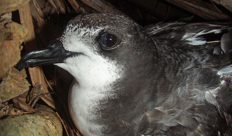 Goulds petrel (Pterodroma leucoptera). Photo: Nicholas Carlile