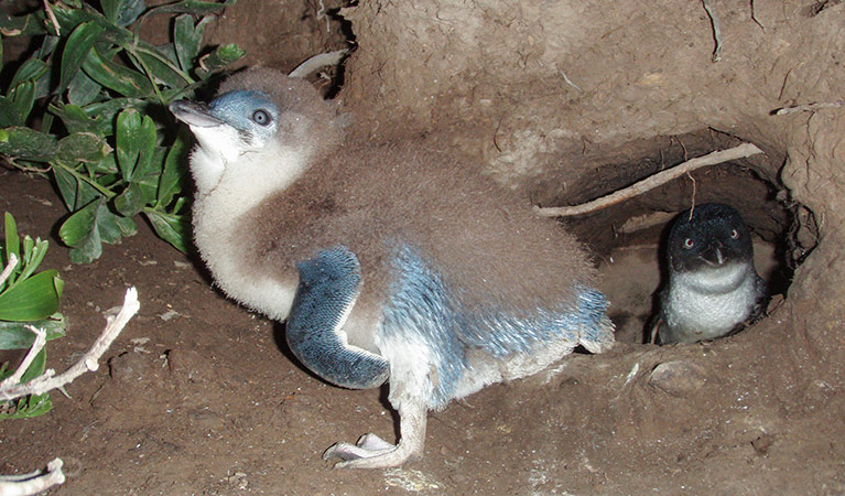 Little penguin chicks (Eudyptula minor). Photo: Nicholas Carlile