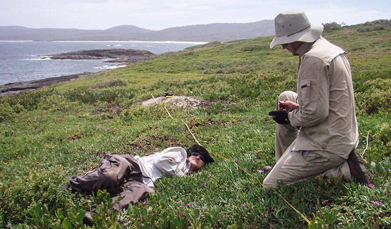 Volunteers carrying out seabird surveys. Photo: Nicholas Carlile