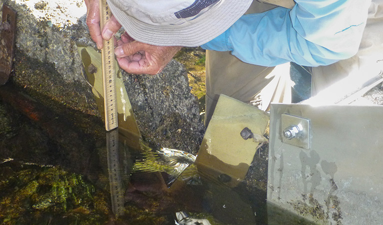 Water monitoring project at Kosciuszko National Park. Photo: Jane Miller