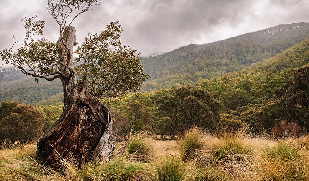 An old tree near Thredbo Diggings in Kosciuszko National Park. Photo: Peter Ogden/DCCEEW &copy; Peter Ogden