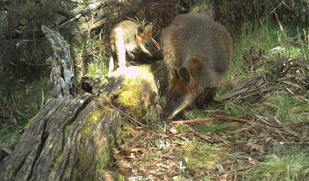 A swamp wallaby and its joey captured on a wildlife motion sensor camera. Photo &copy; DEECW
