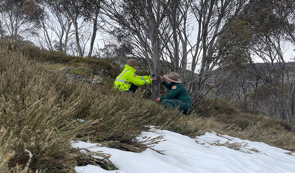 Staff attaching a wildlife motion sensor camera to a snow gum in Kosciuszko National Park. Photo: Ash Gill &copy; DCCEEW