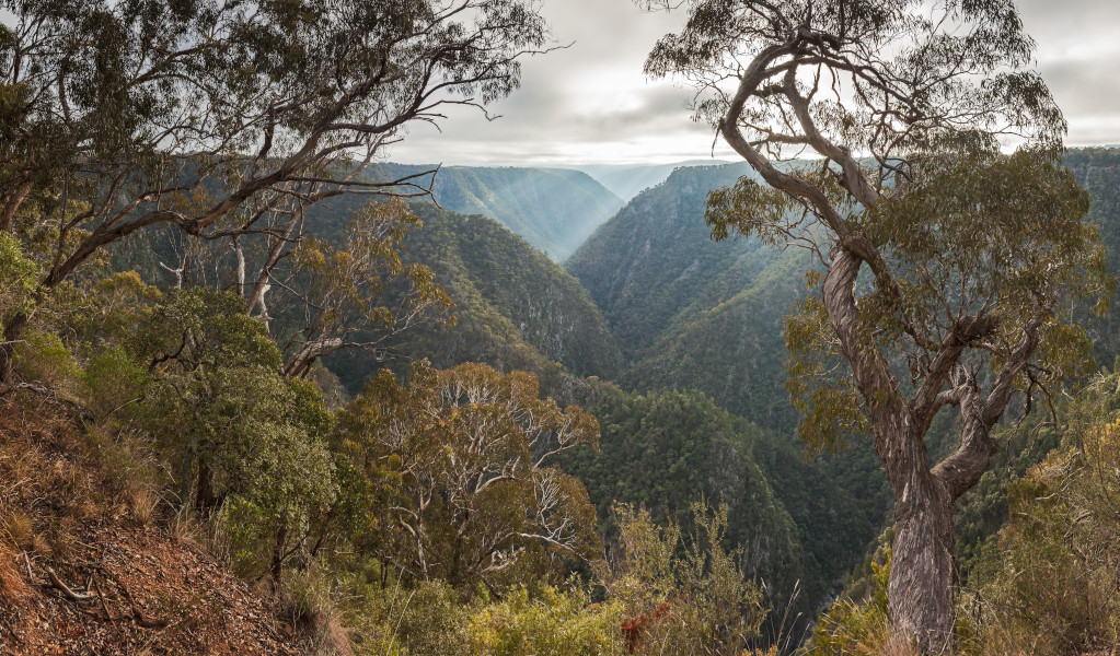 View of Tia Gorge through trees, Oxley Wild Rivers National Park. Photo: Gerhard Koertner &copy; DCCEEW  