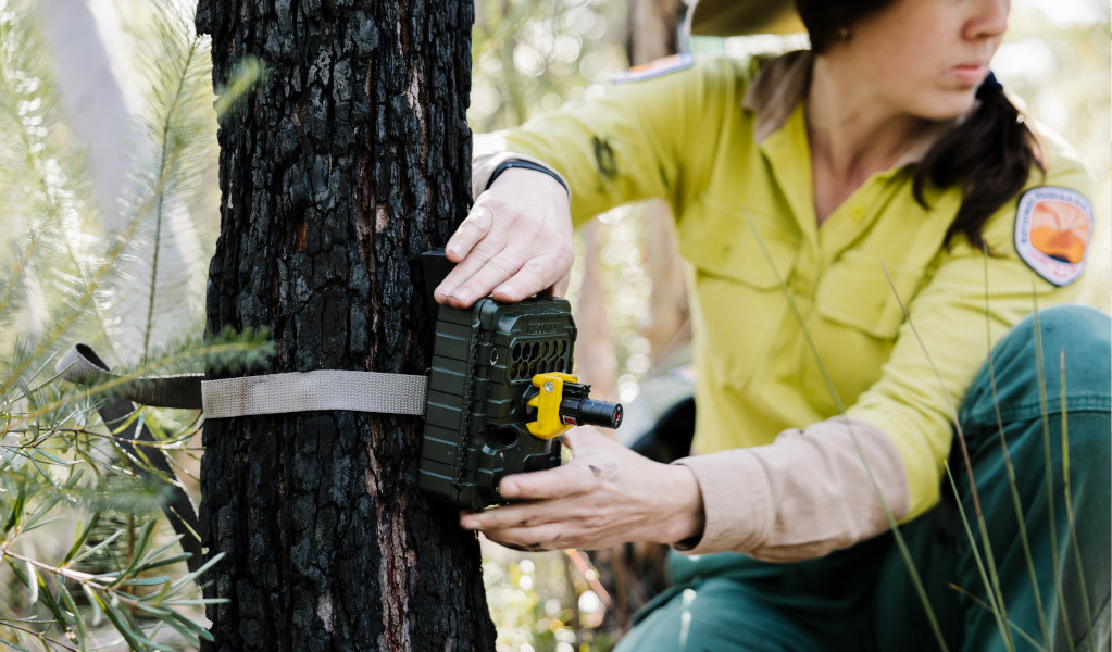 NPWS staff attaching a wildlife motion sensor camera to a tree focused on a lure which attracts small ground-dwelling mammals. Photo: Zain Kruyer &copy; Zain Kruyer