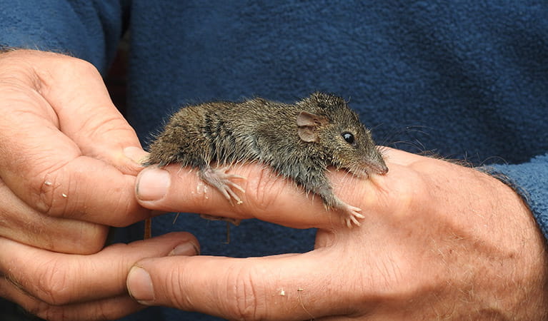 An antechinus is measured by NPWS staff in Mount Canobolas State Conservation Area. Photo credit: Rosemary Stapleton &copy; Rosemary Stapleton