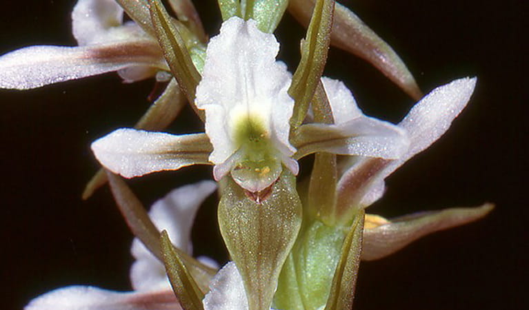 Close up view of Canobolas leek orchid flower, Mount Canobolas State Conservation Area. Photo credit: Colin Bower &copy; Colin Bower