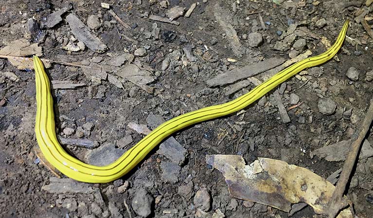 A striped yellow planarian worm on the ground in Mount Canobolas State Conservation Area. Photo credit: Rosemary Stapleton &copy; Rosemary Stapleton