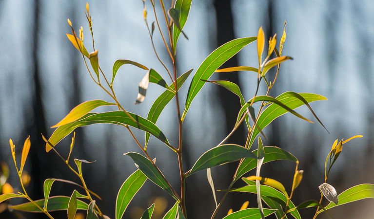 Plant regrowth after a fire, Warrumbungle National Park. Photo: John Spencer