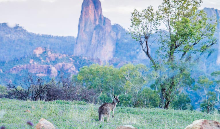 Kangaroo in Warrumbungle National Park. Photo: Erin Roger