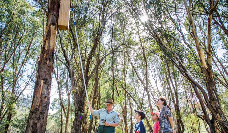 NSW National Parks staff checking nest boxes in Warrumbungle National Park. Photo: Erin Roger