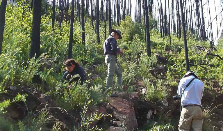 Researchers surveying Belougery Split Rock after a fire, Warrumbungle National Park. Photo: Penny Watson