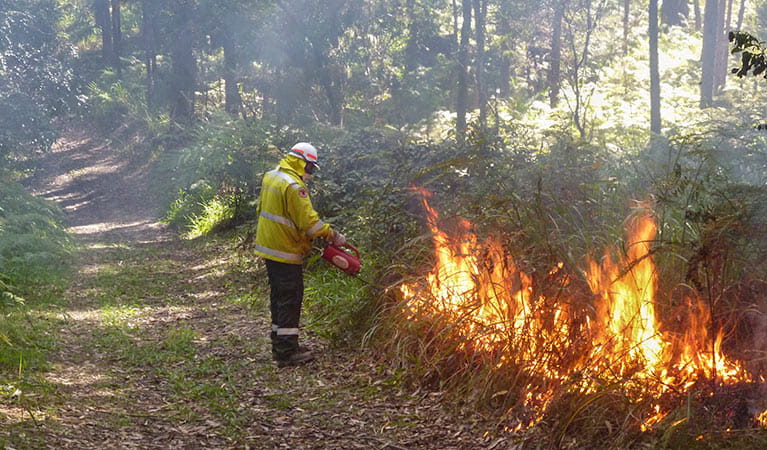 NPWS field officer conducting a hazard reduction burn, Bongil Bongil National Park. Photo: D Nalder