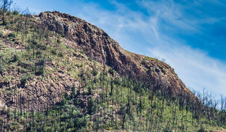 Forest recovering in Warrumbungle National Park after fire damage. Photo: Simone Cottrell/OEH.