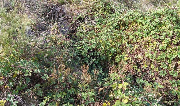 Blackberry bush blocking the entrance to a cave. Photo: Andrew Baker