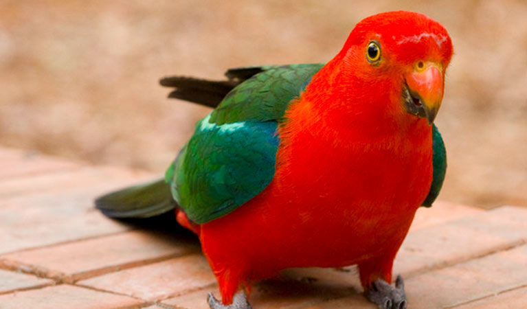 Australian king parrot (Alisterus scapularis) walking on pavers in an urban backyard garden. Image &copy; Rosie Nicolai