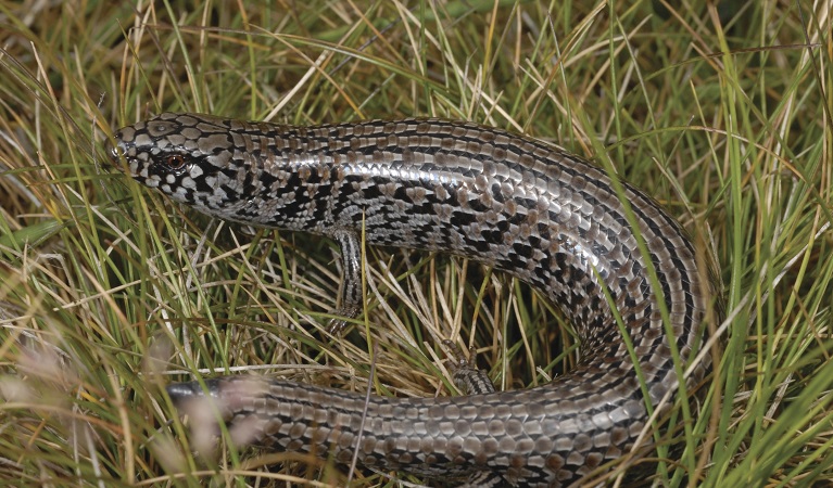 Alpine she oak skink, Kosciuszko National Park. Photo: David Hunter/OEH