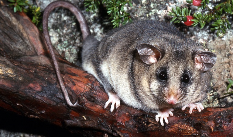 Mountain pygmy-possum, Kosciuszko National Park. Photo: Linda Broome &copy; DPIE