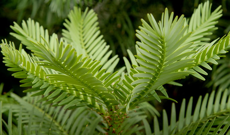 A Wollemi pine in Mount Annan. Photo: Jaime Plaza &copy; Botanic Gardens Trust
