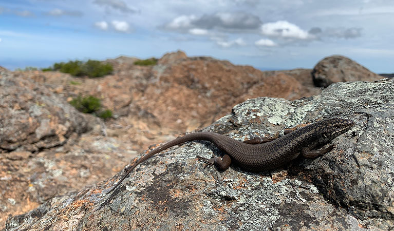 A Kaputar rock skink in Mount Kaputar National Park. Photo: Jodi Rowley &copy; DPIE