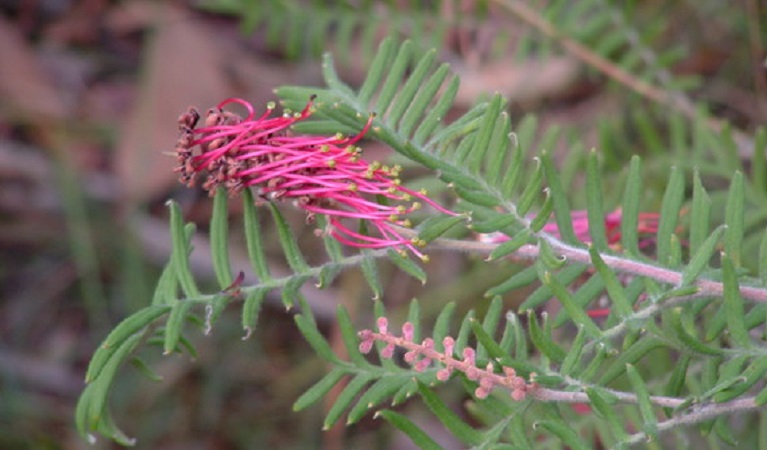 Caleys grevillea. Photo: Barry Collier &copy; DPIE