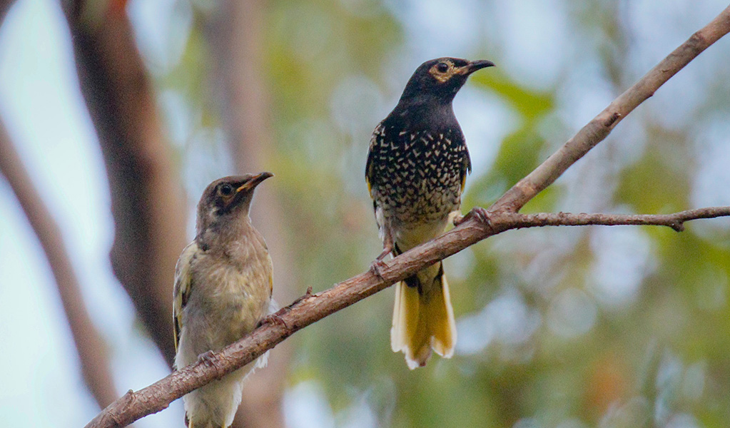 Two regent honeyeater birds perch on a tree in Capertee National Park. Photo: Mick Roderick &copy; Mick Roderick