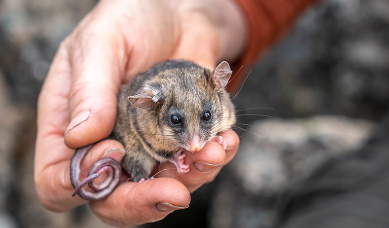 A Threatened Species Officer gently holds an endangered mountain pygmy-possum in their hand. Photo credit: John Spencer &copy; DPE