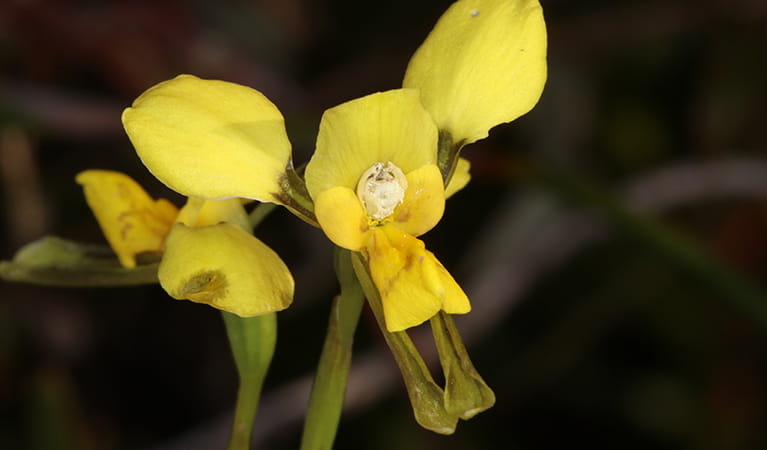 Close up of a flowering Byron Bay diuris orchid's yellow flower. Photo credit: Gavin Phillips &copy; Gavin Phillips