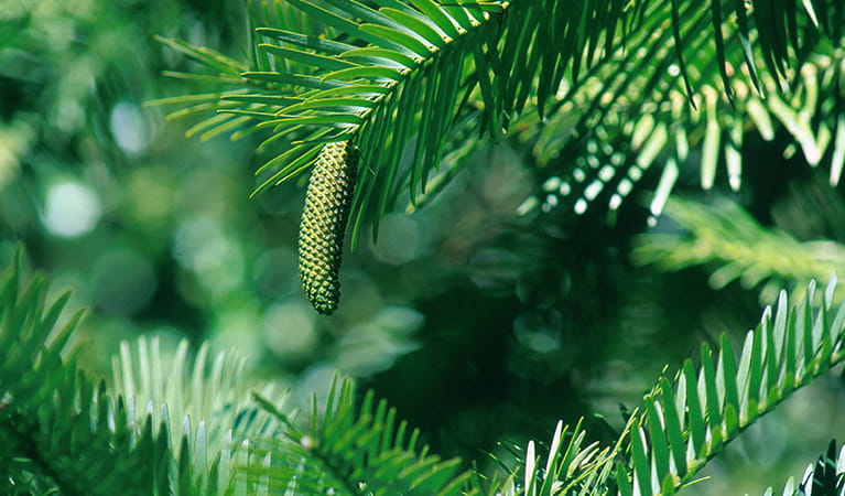Male pollen cone of a critically endangered Wollemi pine tree. Photo: Jaime Plaza &copy; Botanic Gardens Trust