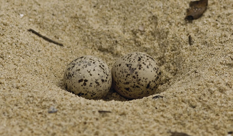 A little tern's eggs on the sand, NSW coast. Photo: John Turbill &copy; DPIE