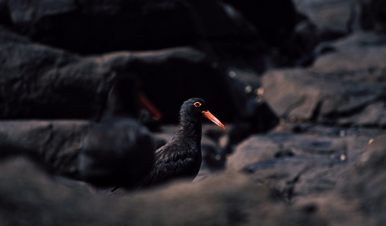 Sooty oystercatchers. Photo: Isaac Wood &copy; DPIE